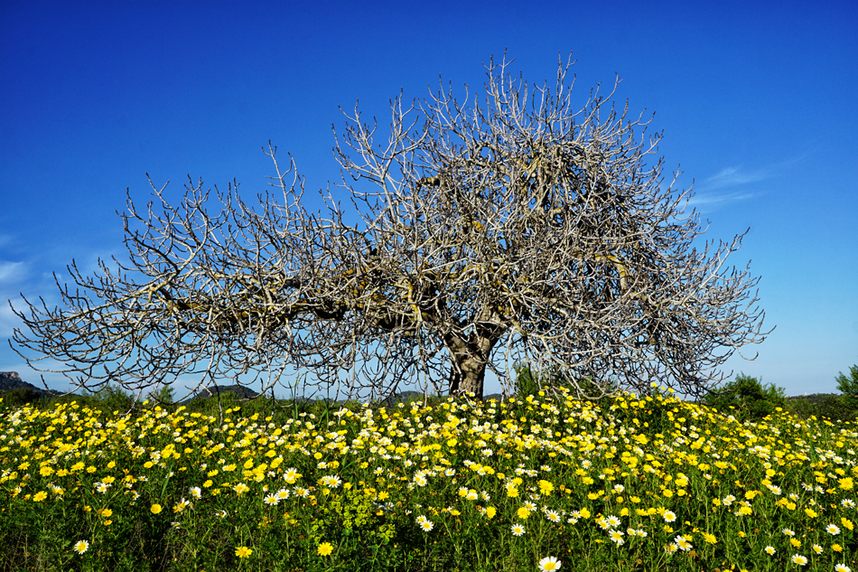 *FRÜHLING*