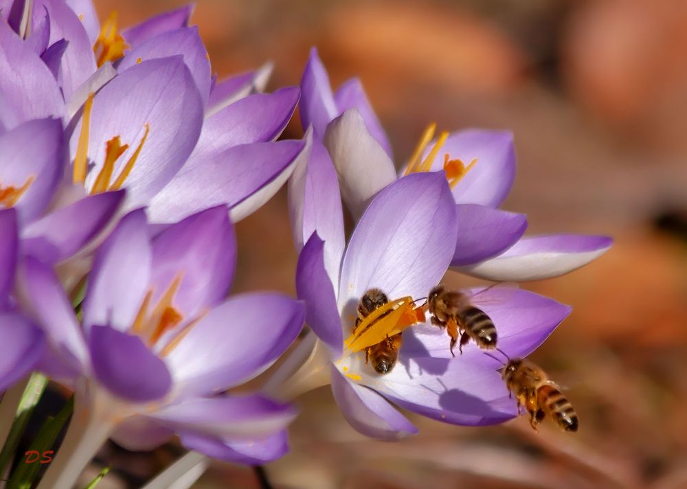 Frühling