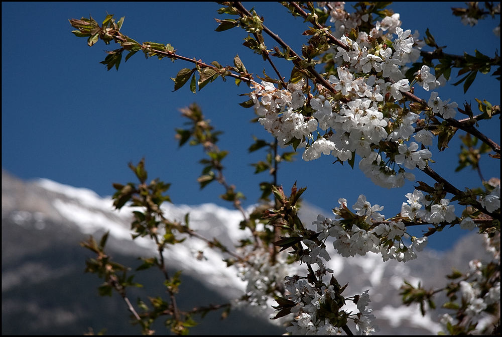 ~ Frühling ~