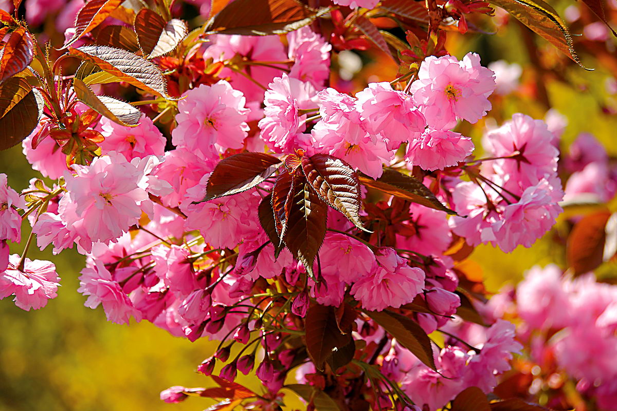 Frühling