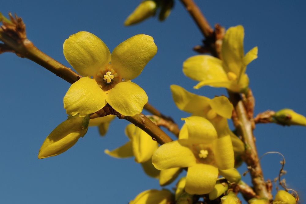 Frühling