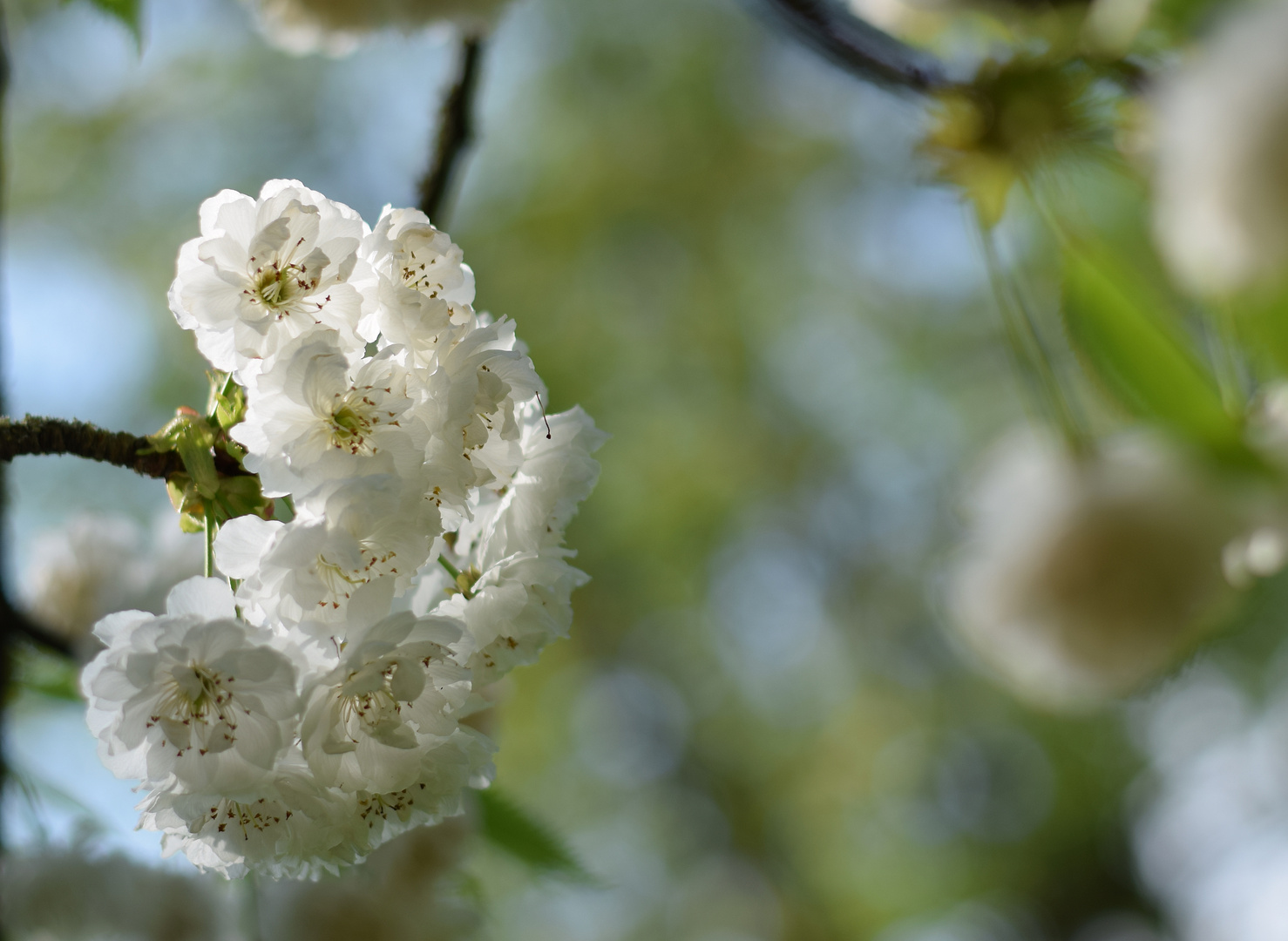 Frühling