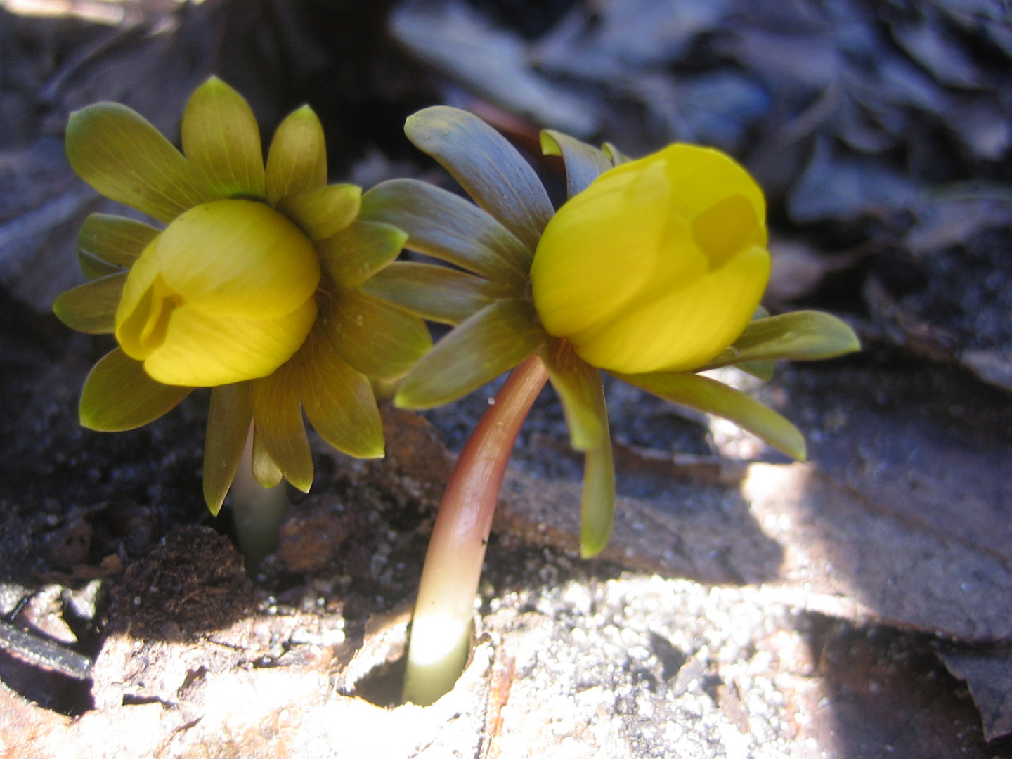 Frühling