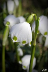 Frühling :-)