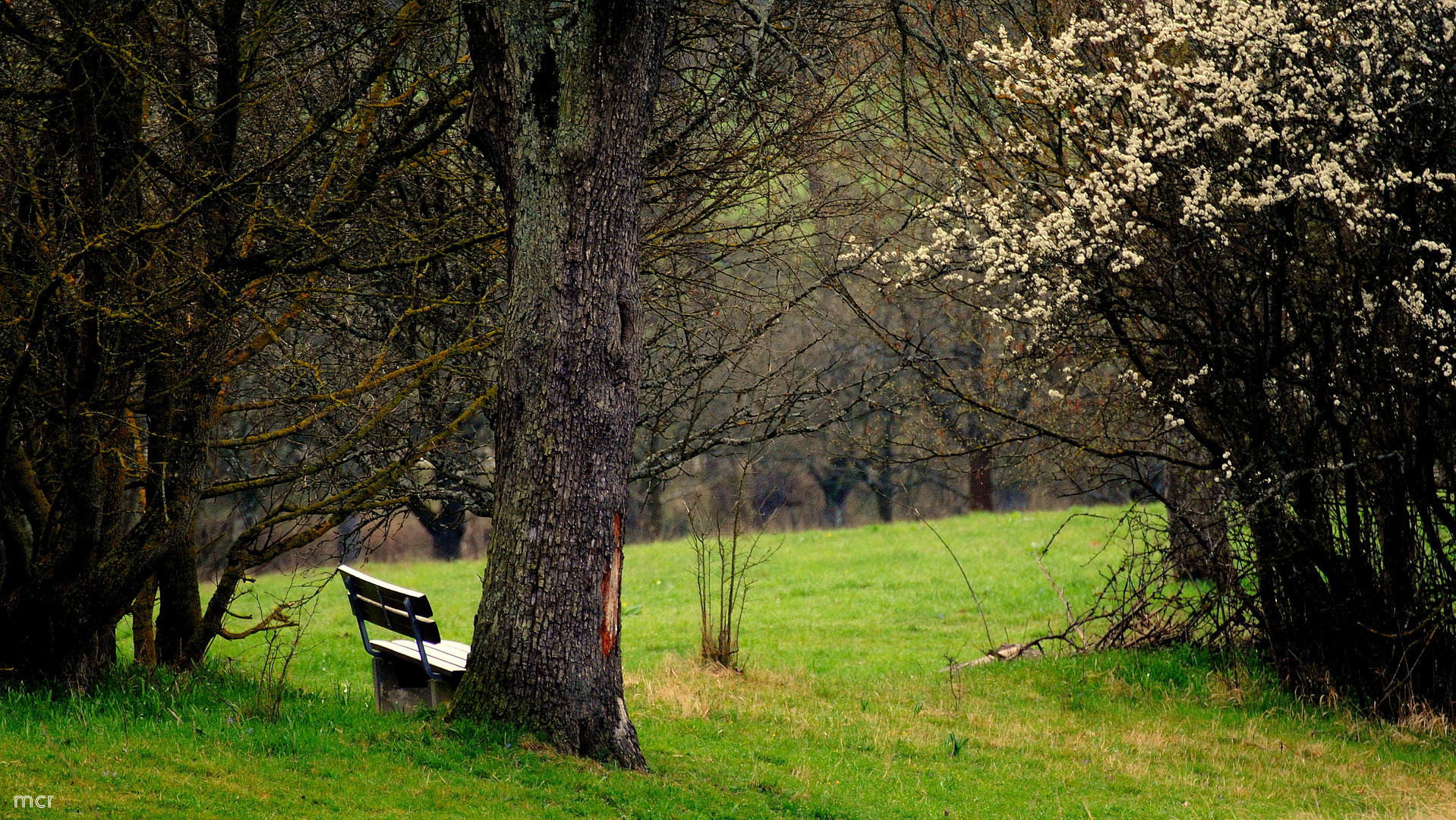 Frühling