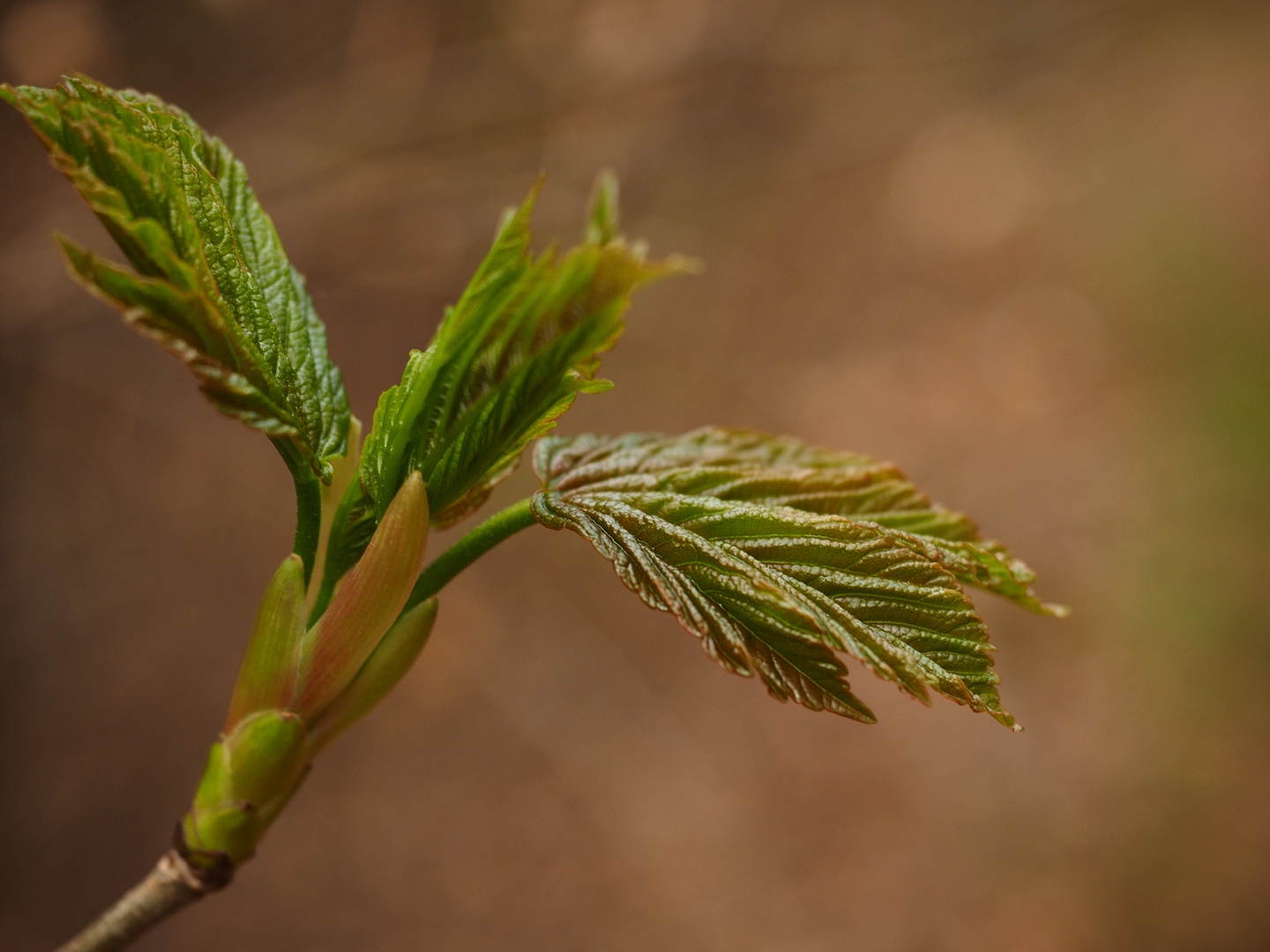 Frühling?