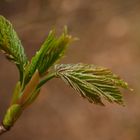 Frühling?