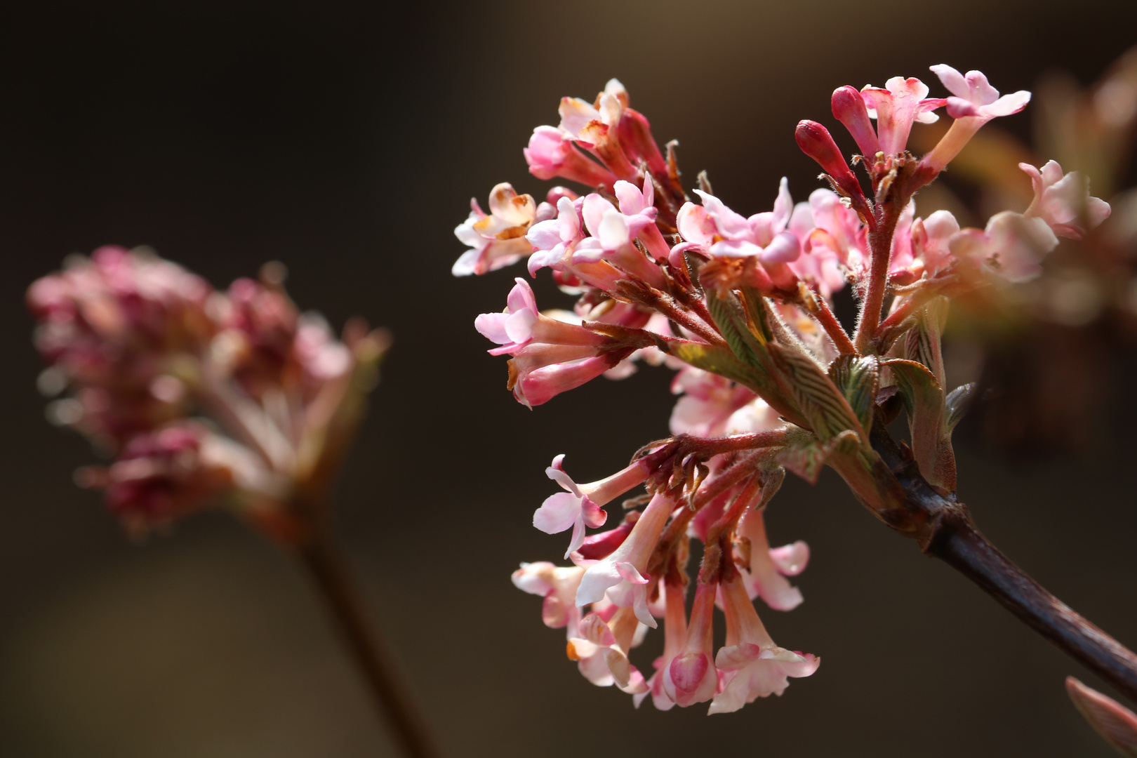 Frühling 