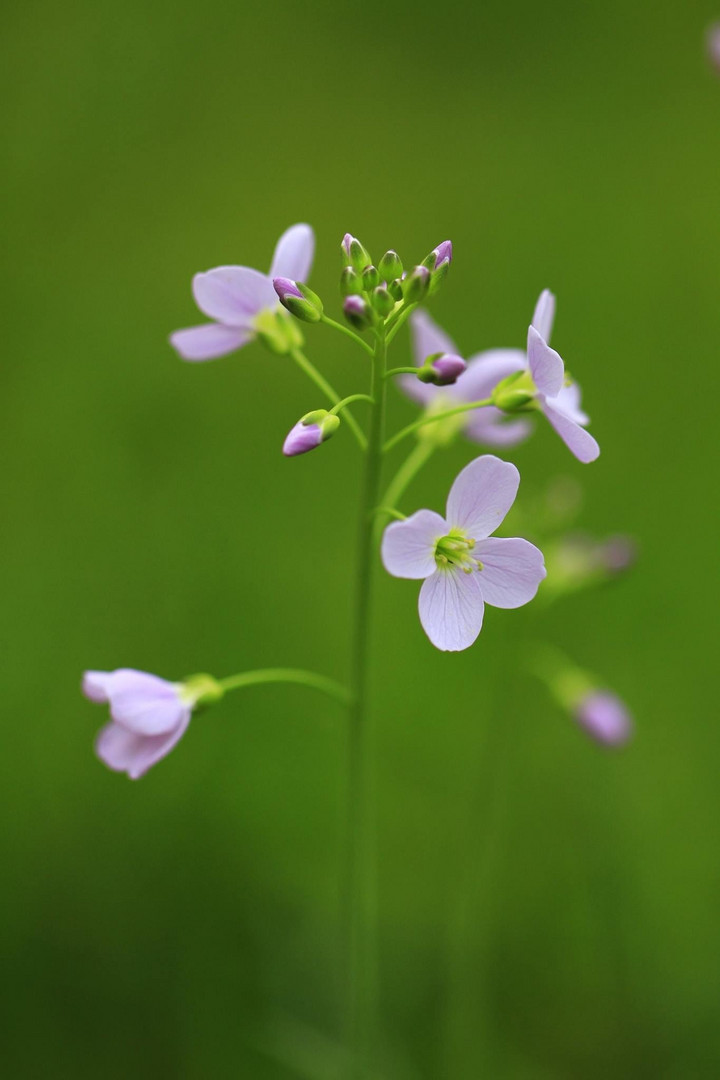 Frühling