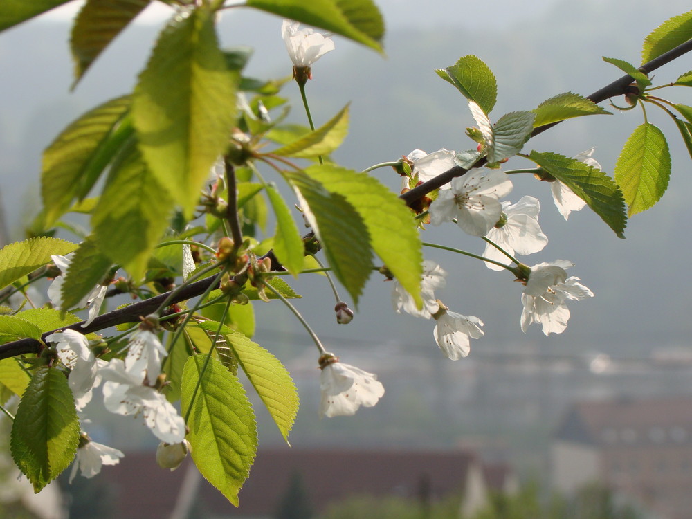 Frühling