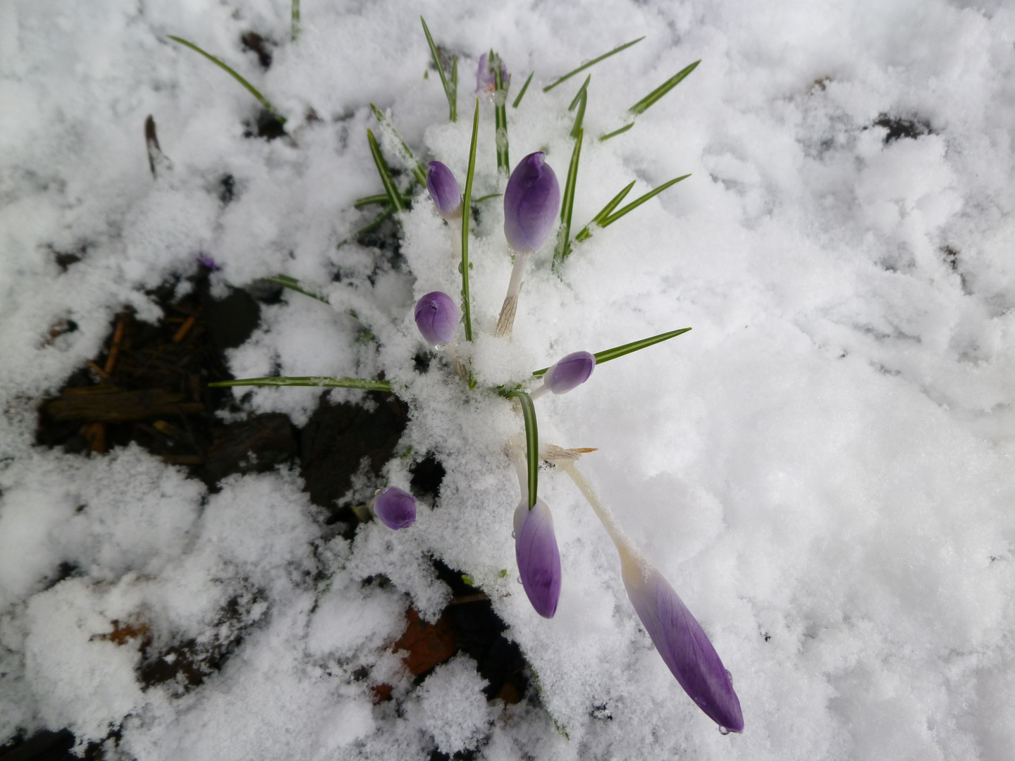 frühling