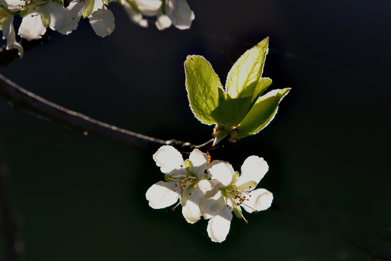 Frühling