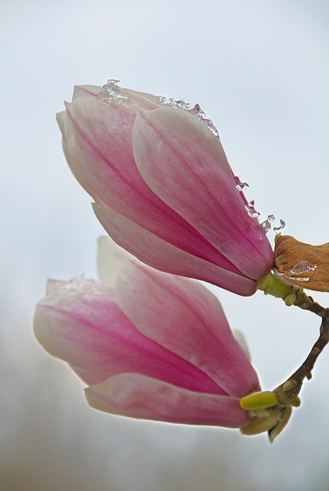 Frühling?