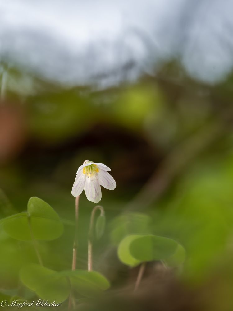 Frühling ...