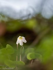 Frühling ...