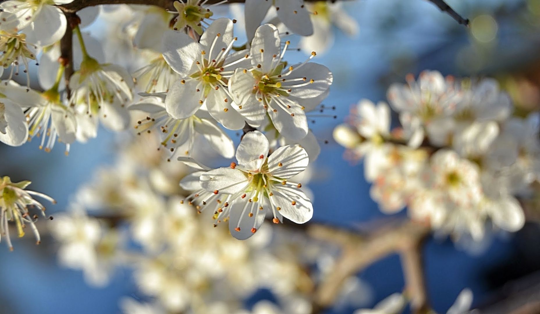 Frühling