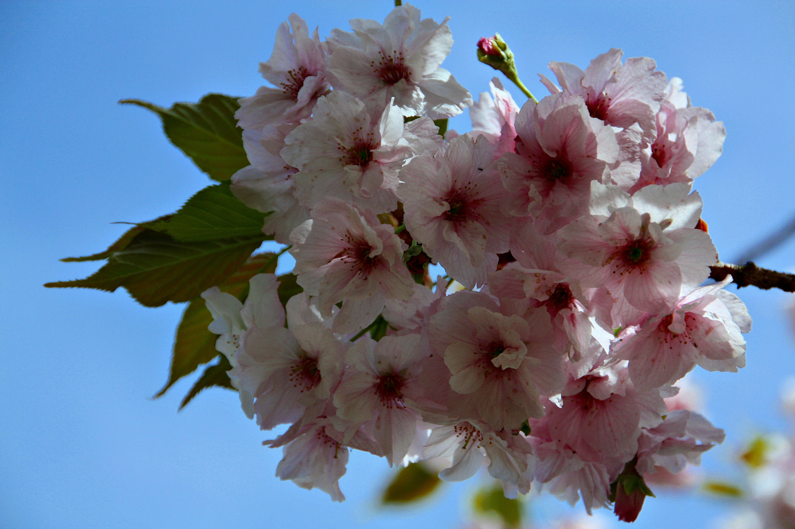 ~ Frühling ~