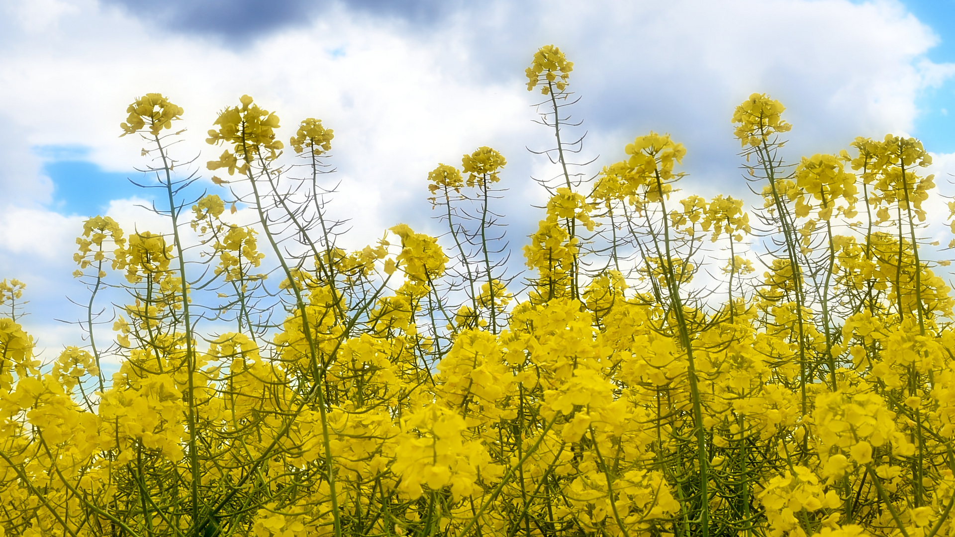 Frühling