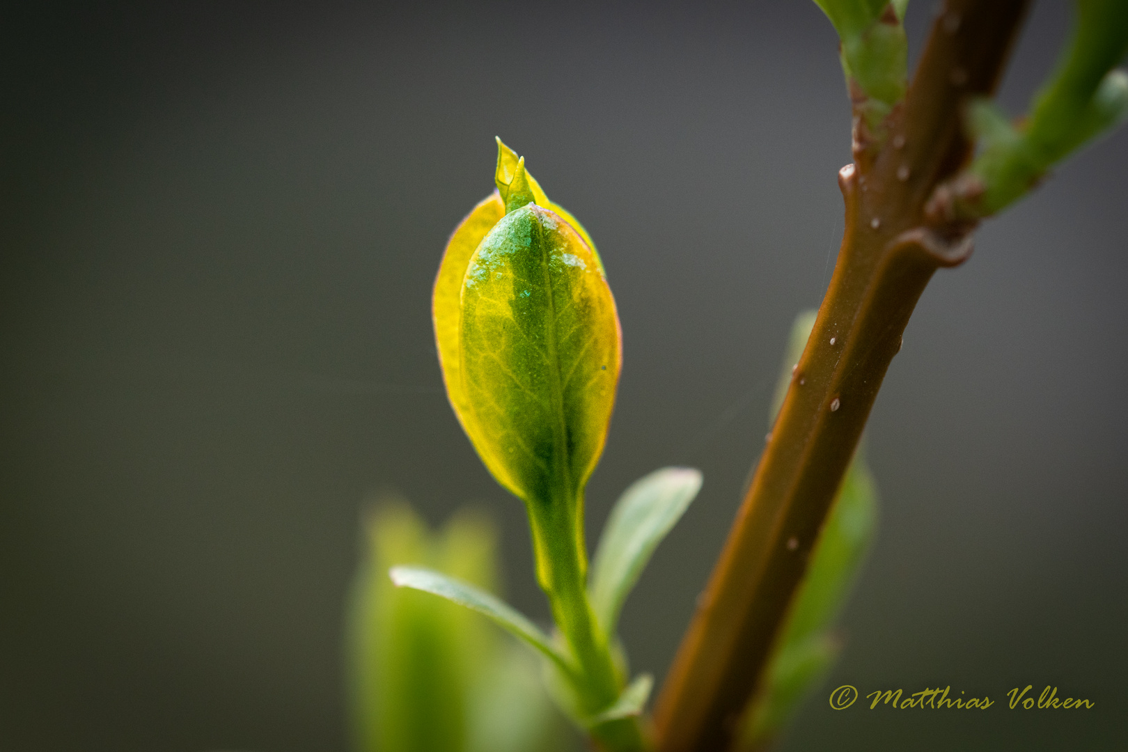 Frühling 91-03865