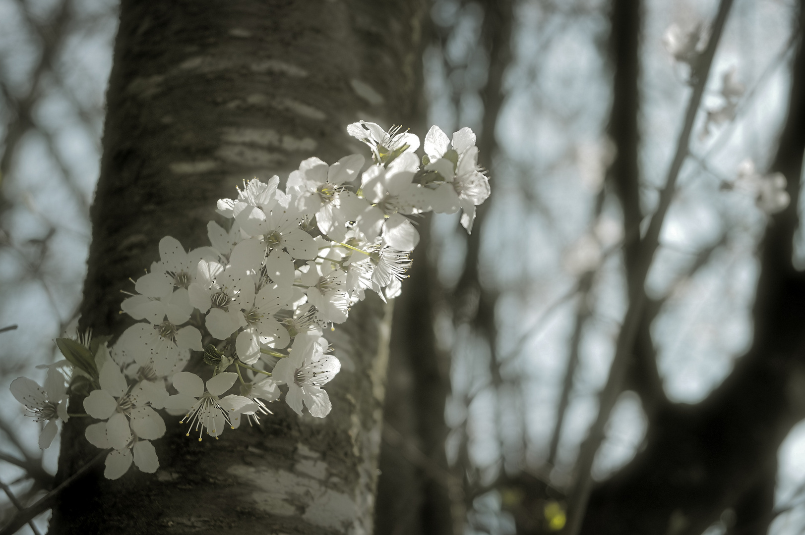 Frühling 9.1