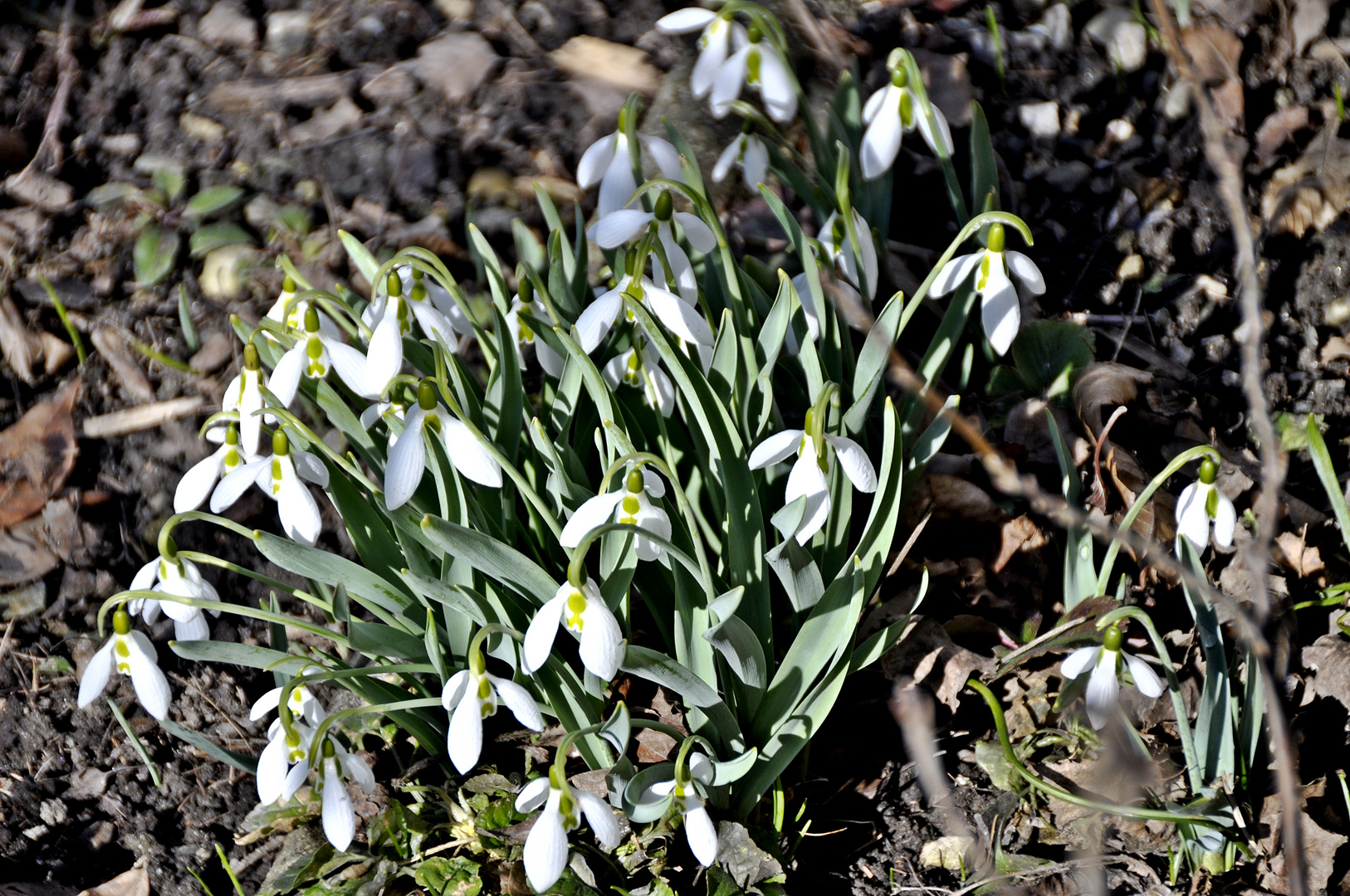 Frühling