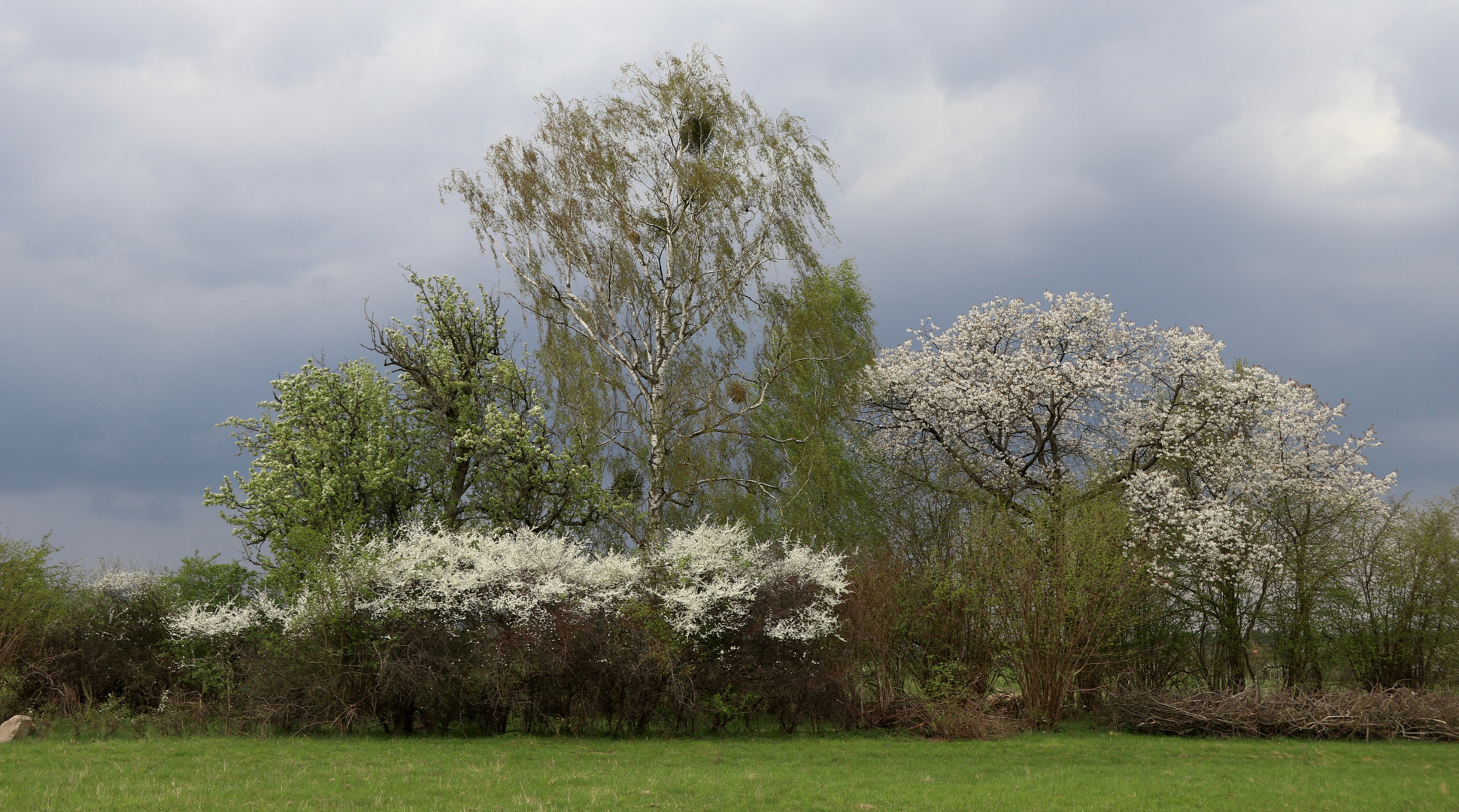 ... Frühling ...