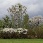 ... Frühling ...