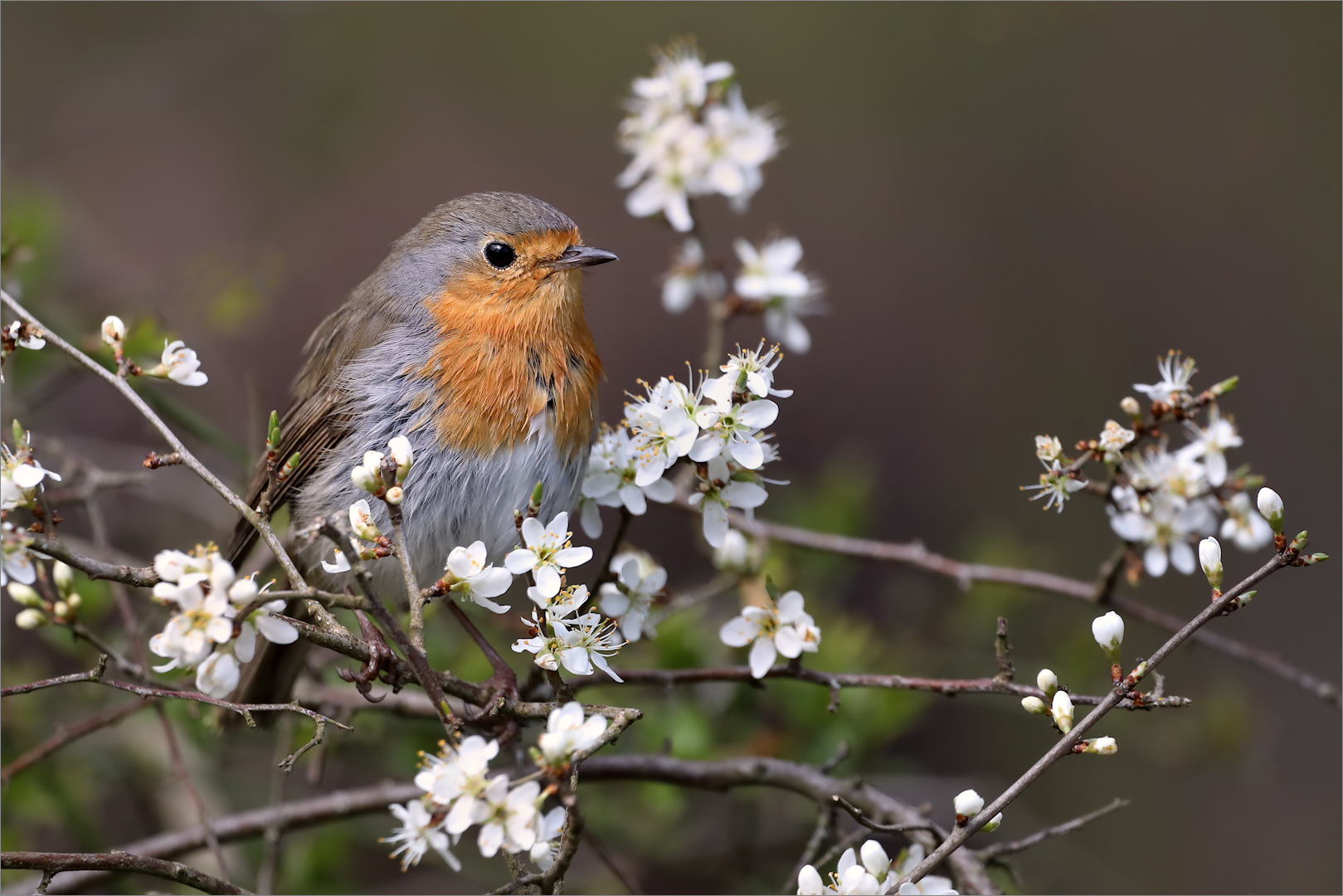 Frühling Foto & Bild natur, vogel, singvogel Bilder auf