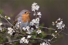 Frühling