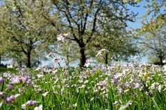 Frühling...