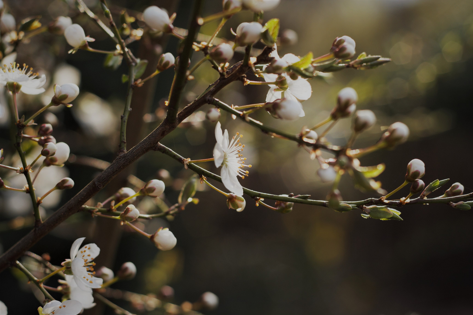 frühling