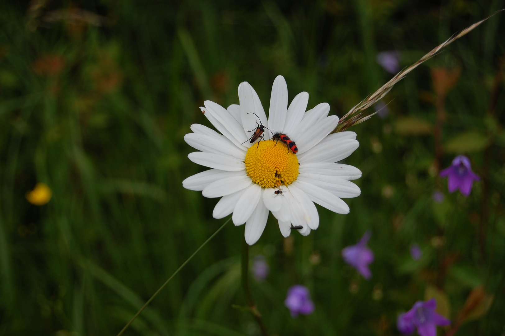 Frühling