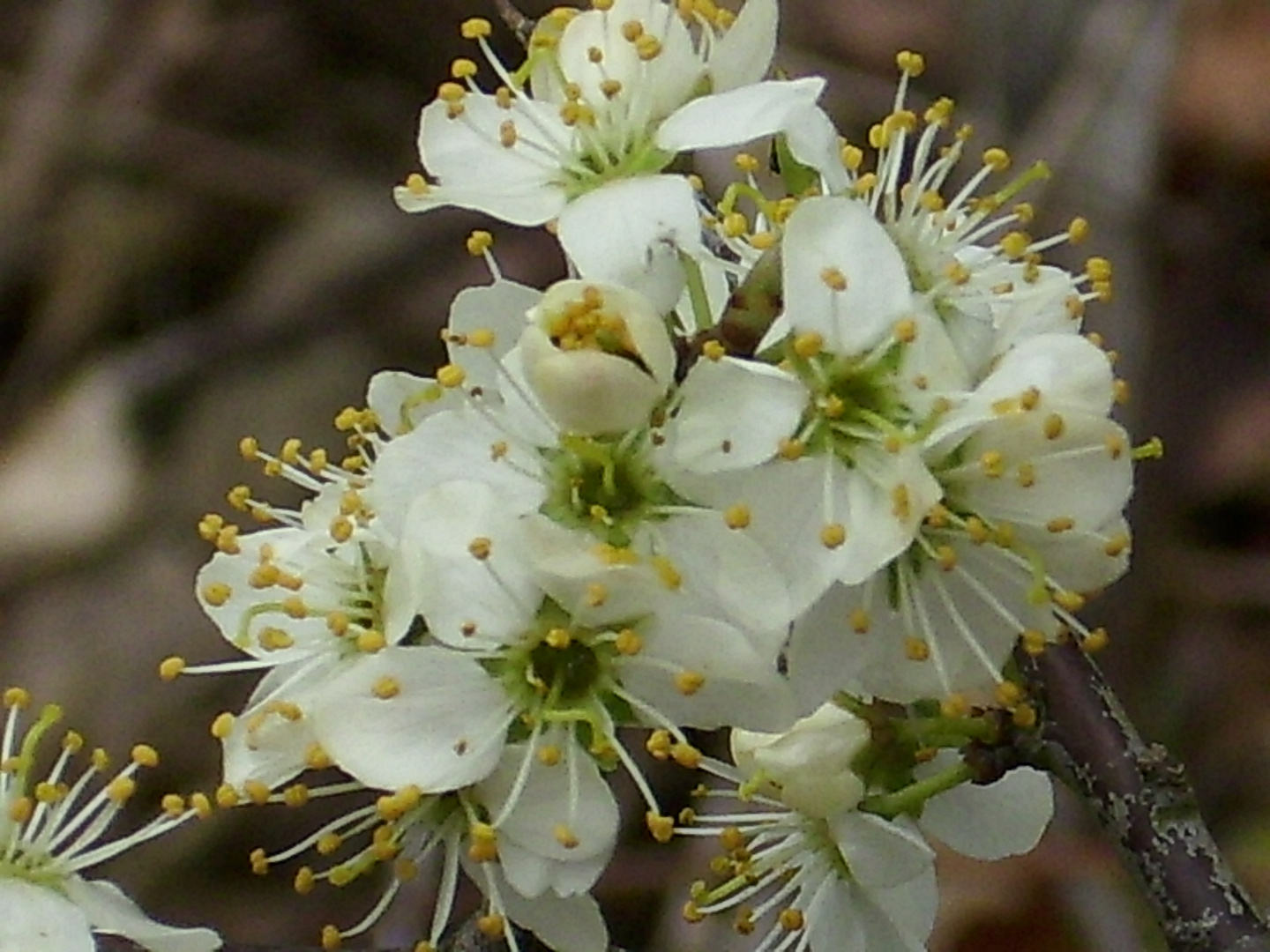 Frühling..