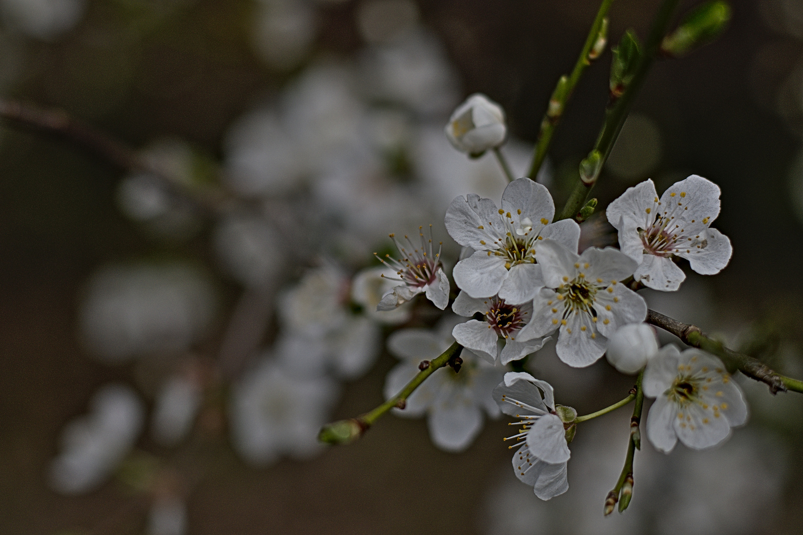 Frühling