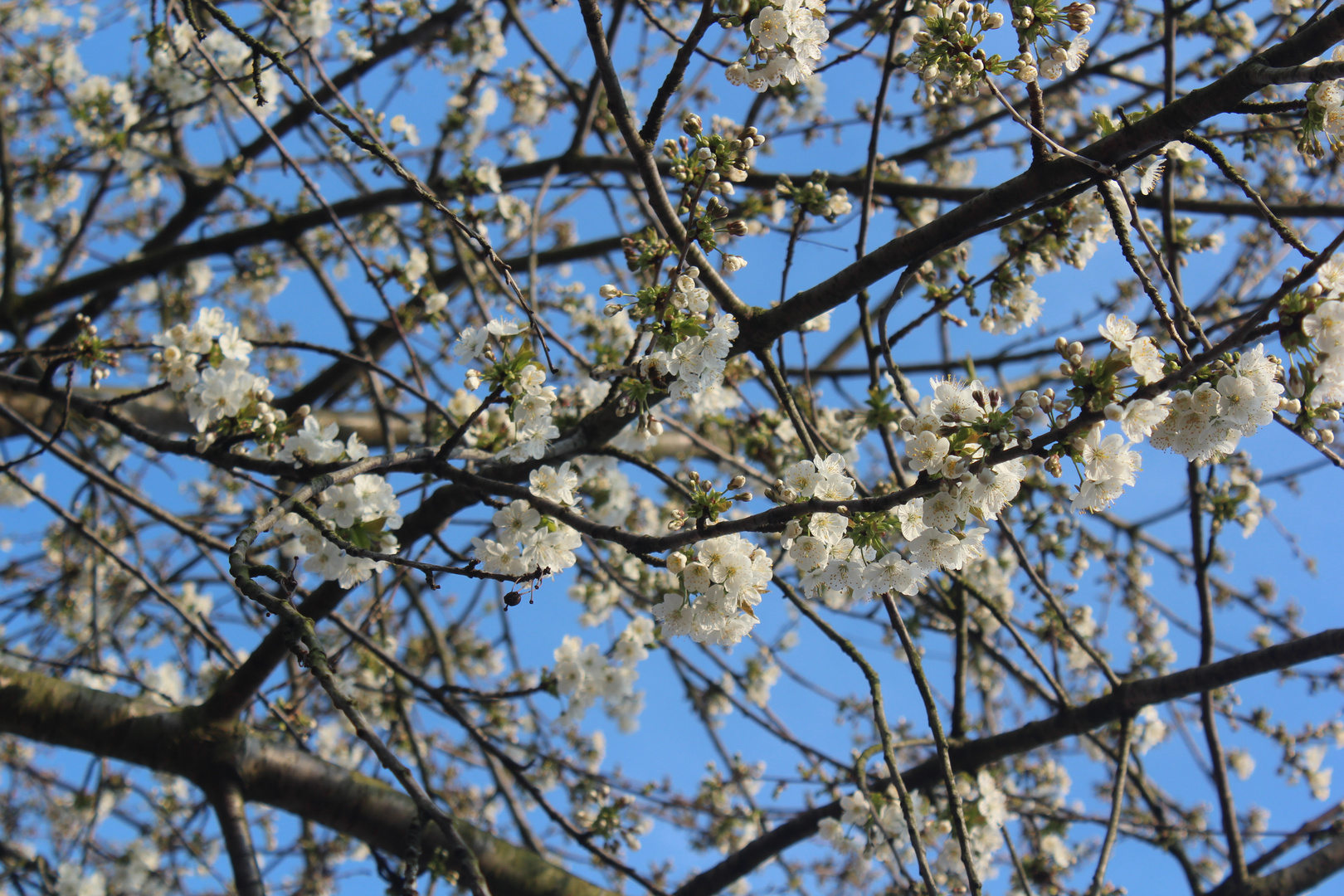 Frühling