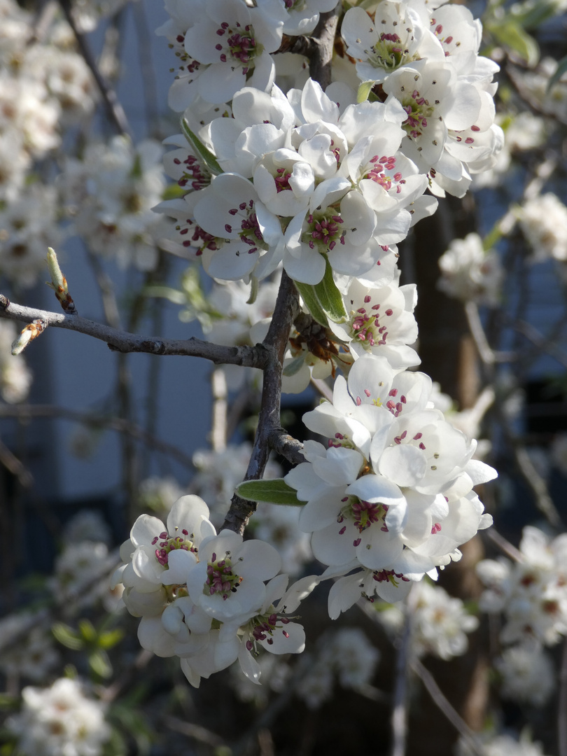 Frühling