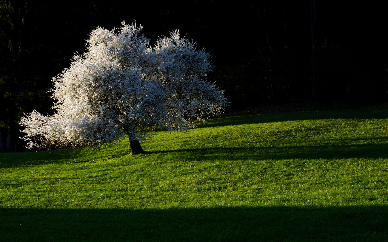 Frühling