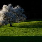 Frühling