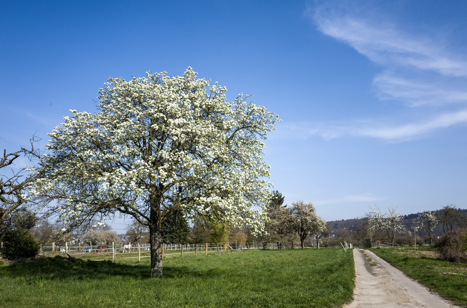 Frühling