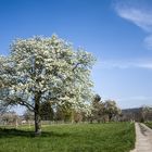 Frühling