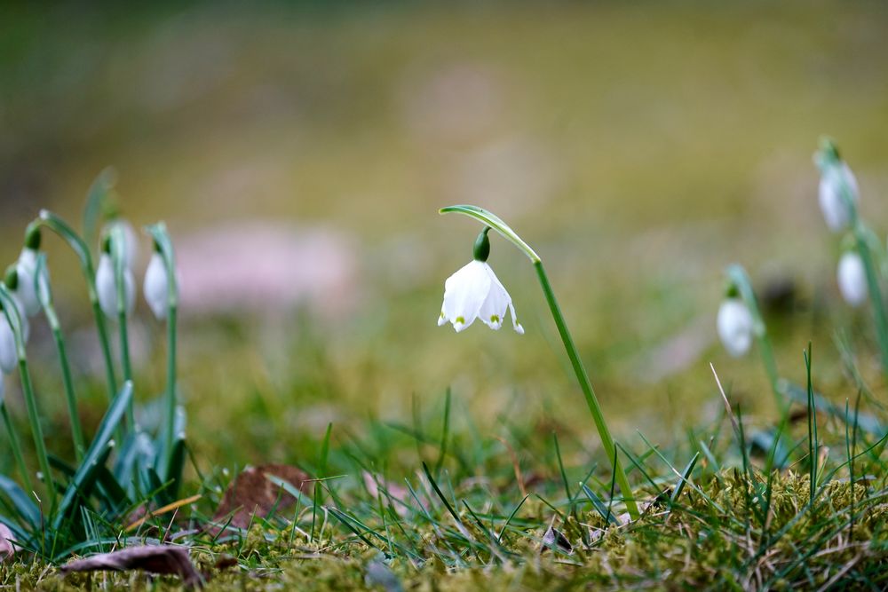 Frühling