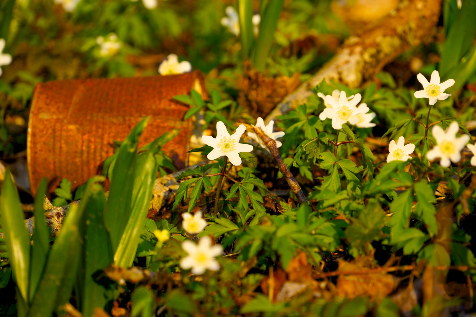 Frühling.