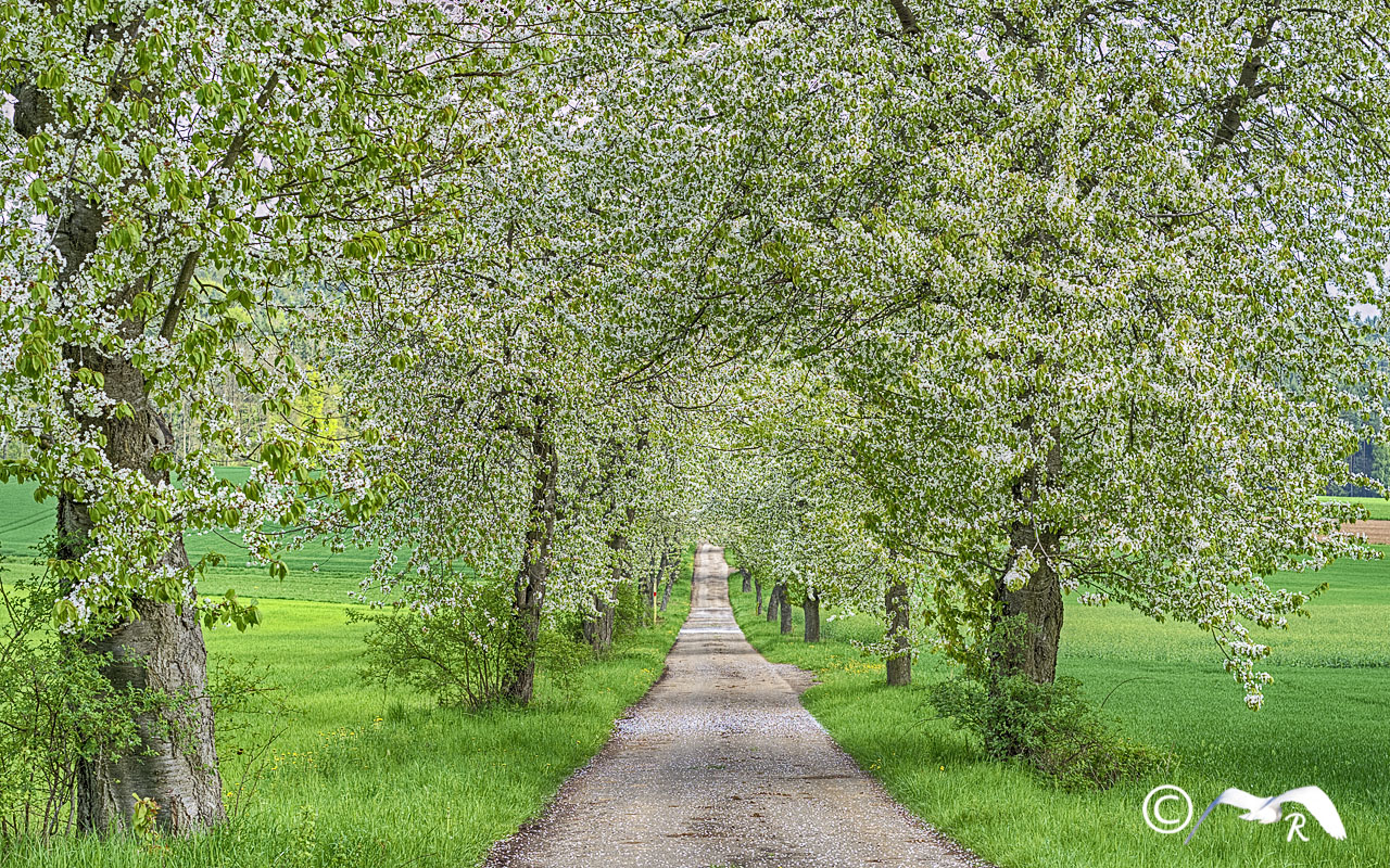 Frühling