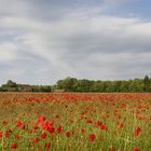 Frühling