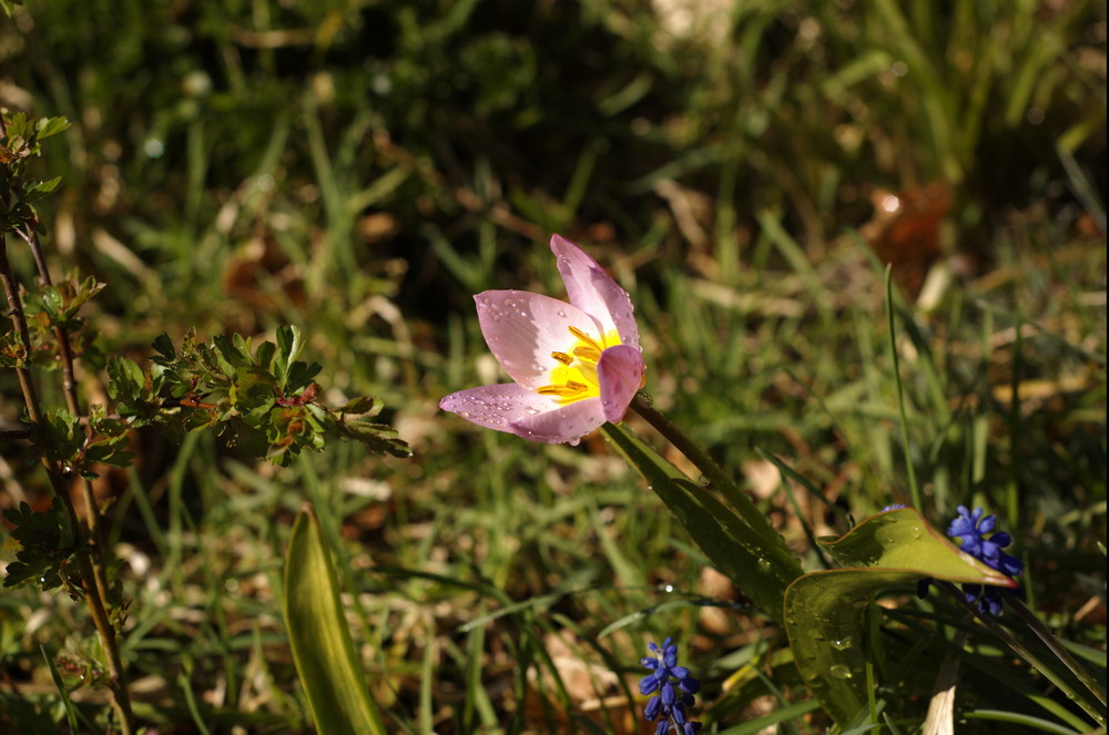 Frühling