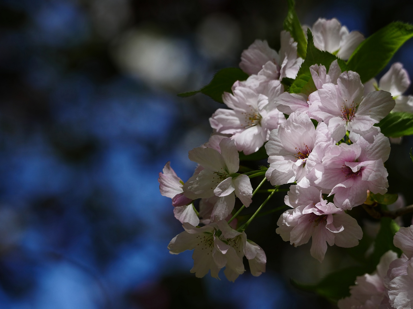 Frühling