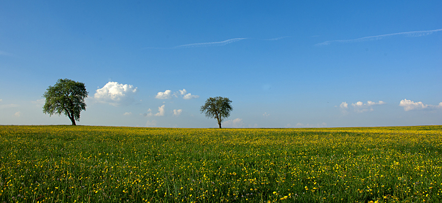 Frühling von Euri 