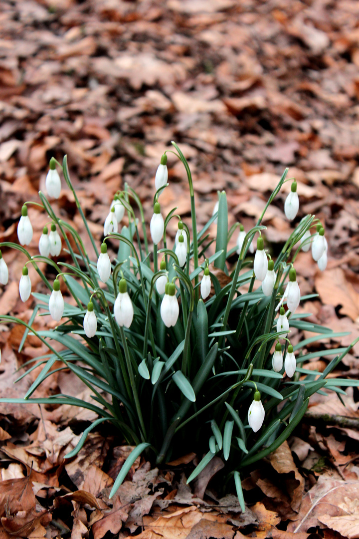 Frühling:)