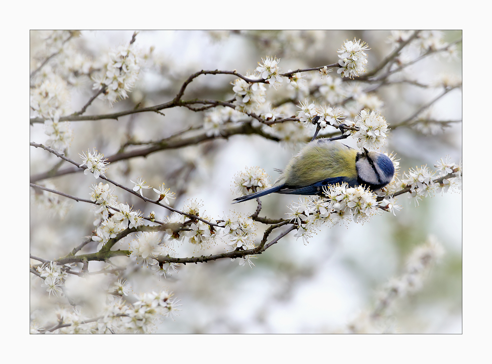 Frühling