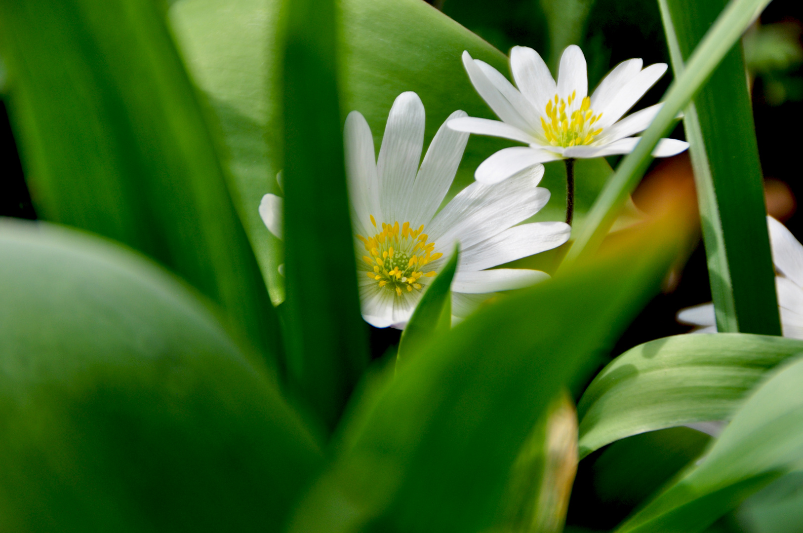 Frühling